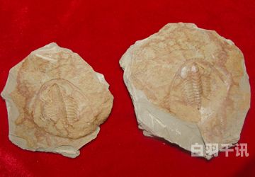 海口化石回收电话多少号（海南化石馆）