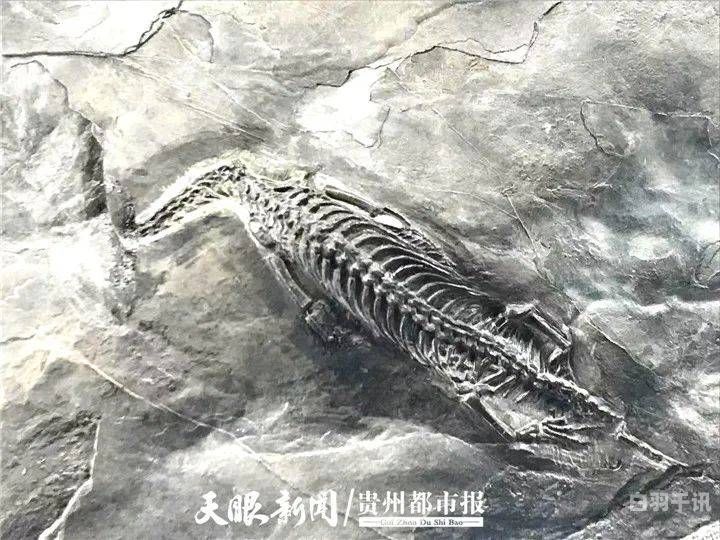 北京回收贵州龙化石（贵州龙化石近年成交价格）