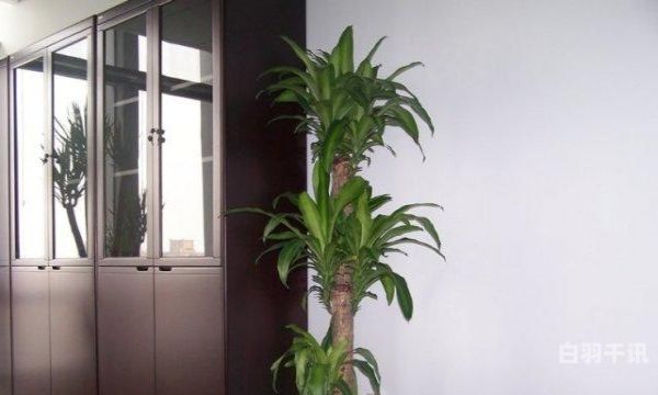 回收办公室植物租赁（办公室植物租赁费怎么入账）