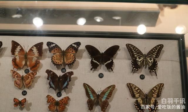 南京昆虫化石回收公司电话（南京昆虫博物馆开放时间）