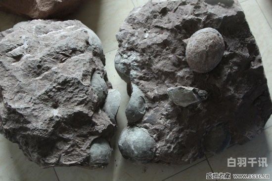 回收碎石恐龙化石（回收恐龙蛋化石）